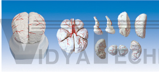 The model of brain and cerebral arteries distributing